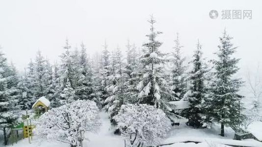 冬季喀尔巴阡山景观，白雪中的圣诞树..视频