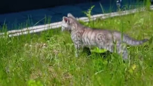 小玩灰猫在草地上玩耍和奔跑视频