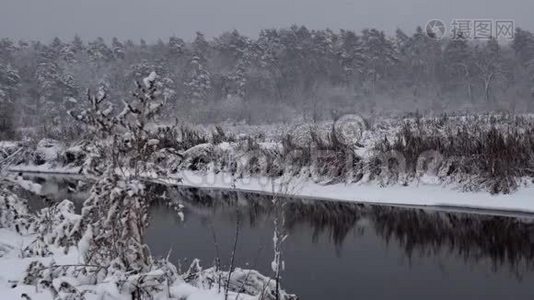 覆盖着大雪的树木视频