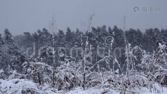 覆盖着大雪的树木视频