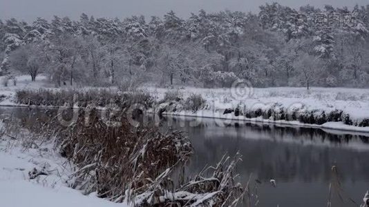 覆盖着大雪的树木视频