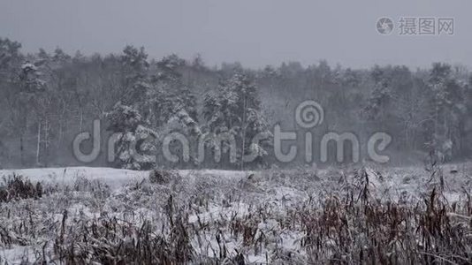 覆盖着大雪的树木视频