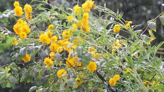 夏雨时黄花.视频