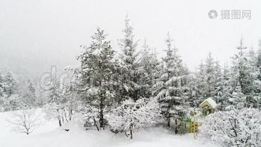 冬季喀尔巴阡山景观，白雪中的圣诞树..视频