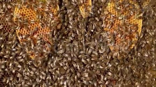 建立本能蜜蜂。视频