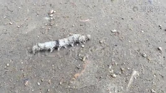 毛毛虫在地上爬行视频