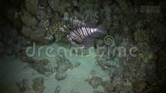 天蝎座：在礁上打猎的夜晚视频
