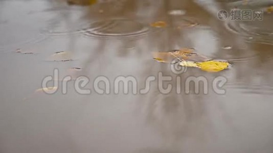 秋天的雨在水坑里自然飘着黄叶树视频