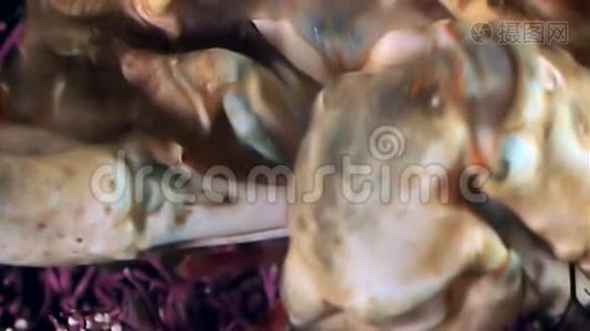 蟹爪中的虾在白海海底水下近口特写.视频