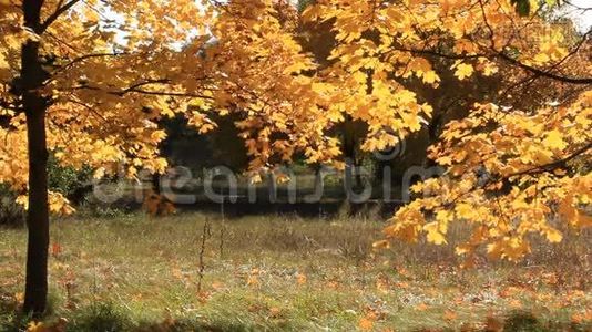 美丽的秋树和微风视频
