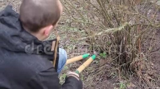修剪乔木和灌木.视频
