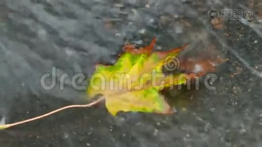 在柏油路上的一片小溪里，五颜六色的枫叶视频