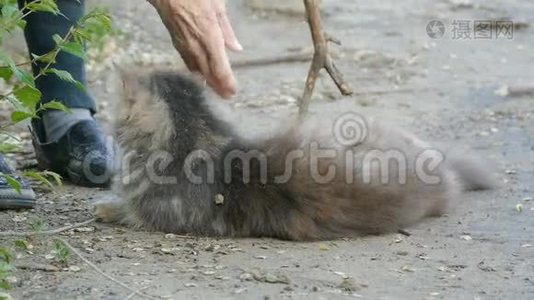 毛茸茸的猫躺在地上玩棍子慢动作视频视频