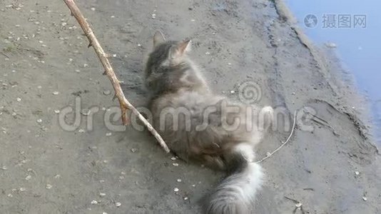 猫躺在地上，玩着棍子慢动作视频视频