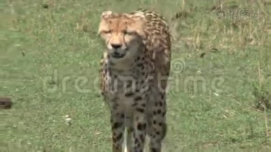 一只猎豹在镜头前漫步视频