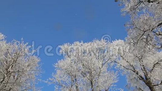 霜林中的树木映衬着蓝天.. 下雪了。视频