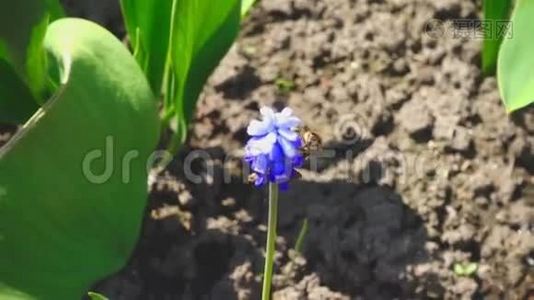 蜜蜂飞近紫花.视频