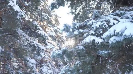 冬天的背景，雪地里的树。 慢动作视频。 圣诞节常绿云杉树与新鲜的雪。 冰冻松松视频