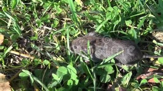 河岸田鼠(ClethrionomysGrowolus)在草地上视频