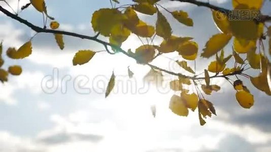 黄色的白杨阳光在蓝天背景下离去。 树叶，美丽的阳光，阳光，风景，森林，秋天视频