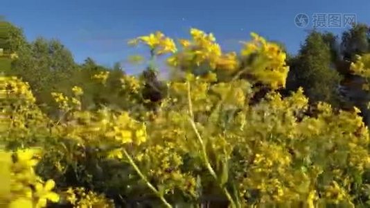 黄花。视频