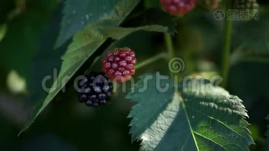 生长在灌木上的黑莓。 黑莓是一种广泛而著名的Rubus属灌木及其果实。视频