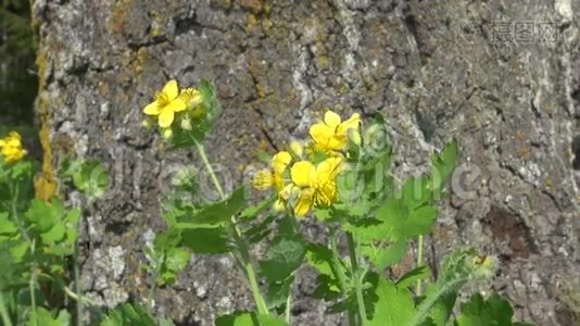 雪兰花(Chelidonamajus)药用药草视频