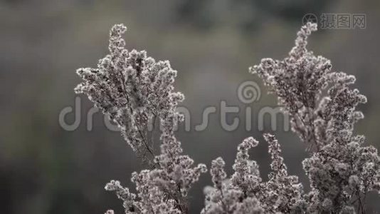 秋天的自然。 在风中干燥的植物。 特写镜头。 秋草背景.. 自然背景。视频