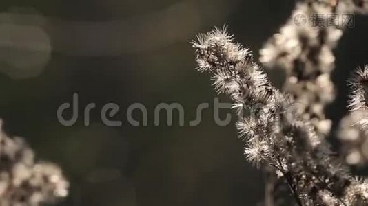秋天的自然。 在风中干燥的植物。 特写镜头。 秋草背景.. 自然背景。视频