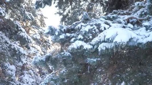 冬天的背景，雪地里的树。 慢动作视频。 圣诞节常绿云杉树与新鲜的雪。 冰冻松松视频