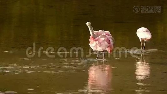 玫瑰花刺鳃预羽毛视频