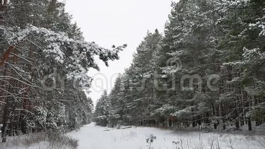 松树的圣诞树枝在雪地里随风摆动美丽的冬日风景自然森林视频