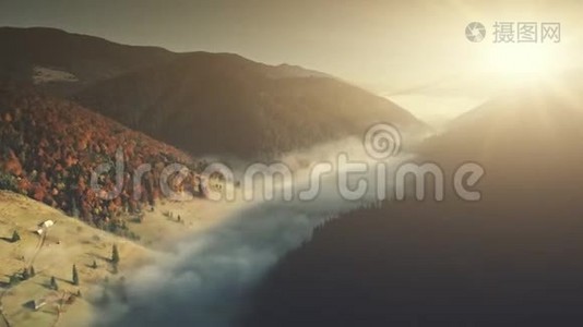 雾山针叶林斜坡鸟瞰图视频