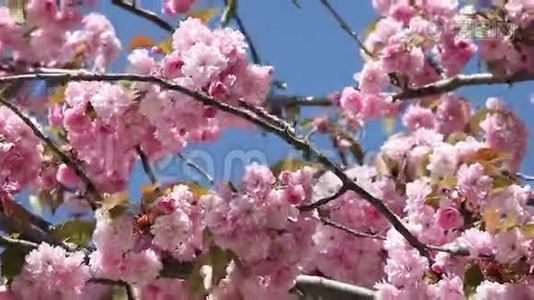 春暖花开的樱桃在阳光明媚的日子里视频