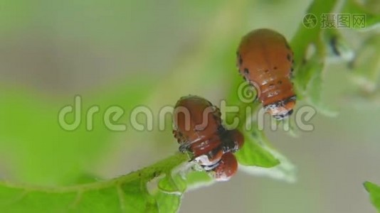 科罗拉多马铃薯甲虫幼虫在花园里吃土豆叶。 害虫和寄生虫破坏农业作物视频