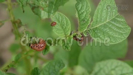 科罗拉多马铃薯甲虫幼虫在花园里吃土豆叶。 害虫和寄生虫破坏农业作物视频