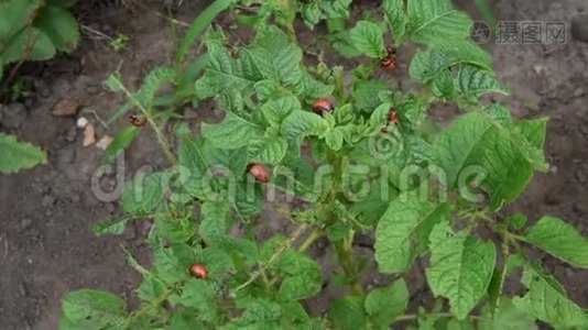 科罗拉多马铃薯甲虫幼虫在花园里吃土豆叶。 害虫和寄生虫破坏农业作物视频