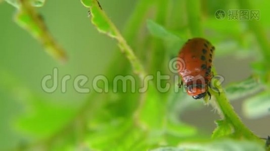 科罗拉多马铃薯甲虫幼虫在花园里吃土豆叶。 害虫和寄生虫破坏农业作物视频