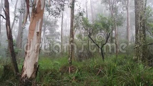 澳大利亚桉树雨林中的雾滚滚视频