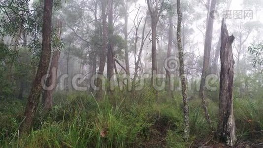 澳大利亚桉树雨林中的雾滚滚视频