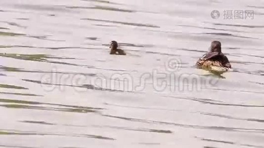 五颜六色的小鸭子在湖里游泳和寻找食物，马拉德视频