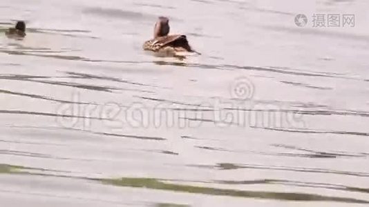 五颜六色的小鸭子在湖里游泳和寻找食物，马拉德视频