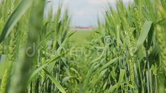 田野和蓝天背景上的大麦小穗。视频