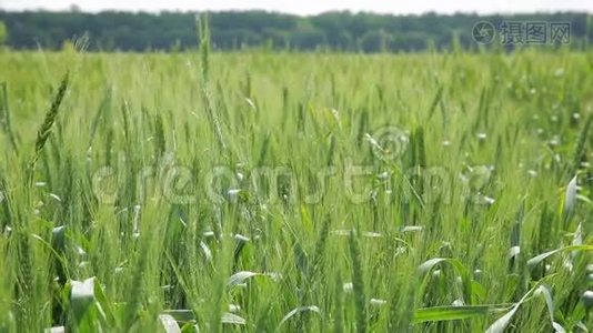 田野和蓝天背景上的大麦小穗。视频