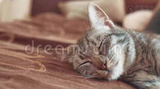 睡条纹公猫猫完美的梦想。猫的生活方式是睡在毯子里，有选择性地集中注意力。猫睡宠物视频