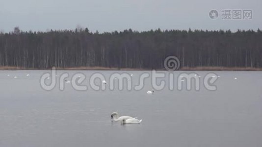 斯洛卡斯湖里的大雁和天鹅视频