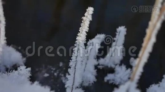 冻草流动林溪冬季景观自然视频