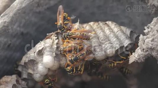 黄蜂虫屋脊下害虫.. 黄蜂窝。 野生黄蜂慢动作视频咬。 过敏危险视频