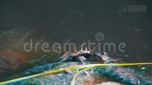 绿蛙坐在水中的河岸上。 慢动作视频
