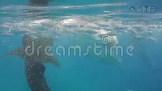 海洋中的鲸鲨。视频